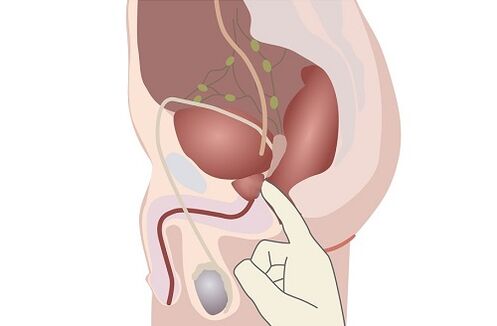 anatómia mužskej prostaty